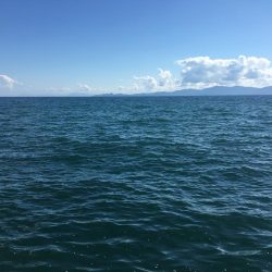 アオリイカ渋い